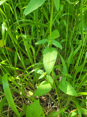 Prunella × intermedia