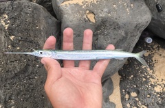 Hyporhamphus acutus