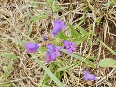 Penstemon neomexicanus