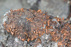 Peltigeraceae