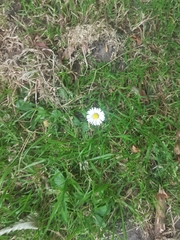 Bellis perennis
