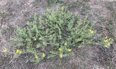 Chamaecytisus austriacus