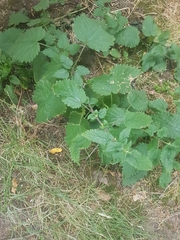 Urtica dioica