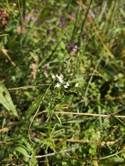 Galium pumilum