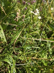 Galium pumilum