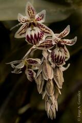 Epidendrum marmoratum