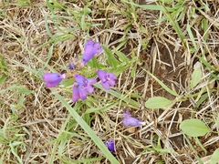 Penstemon neomexicanus