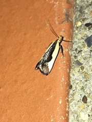 Dichomeris inserrata