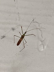Zelus renardii