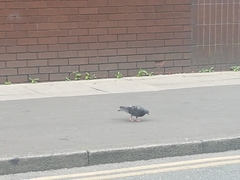 Columba livia domestica