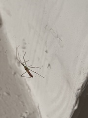 Zelus renardii