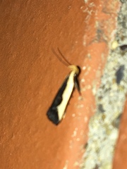 Dichomeris inserrata