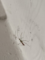 Zelus renardii