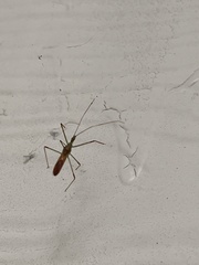 Zelus renardii