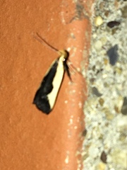 Dichomeris inserrata