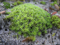 Pseudocrossidium crinitum