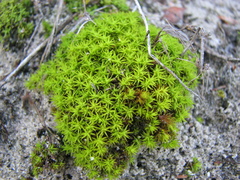 Pseudocrossidium crinitum