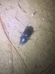 Pasimachus sublaevis