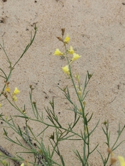 Linaria