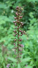 Lysimachia dubia