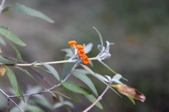 Buddleja tucumanensis