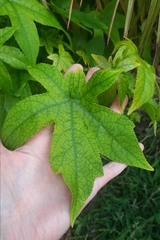 Liquidambar orientalis