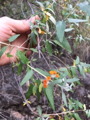 Buddleja tucumanensis