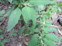 Chauliognathus distinguendus
