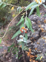 Buddleja tucumanensis