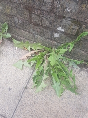 Taraxacum officinale