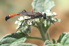 Ammophila
