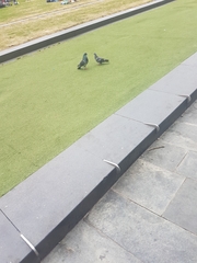 Columba livia domestica