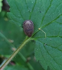 Sciocoris microphthalmus