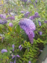 Buddleja davidii