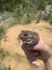 Lithobates capito