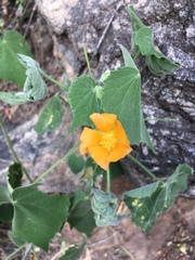 Abutilon grandifolium
