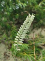 Agropyron dasyanthum