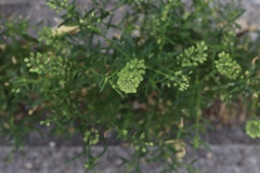 Lepidium virginicum