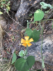 Abutilon grandifolium