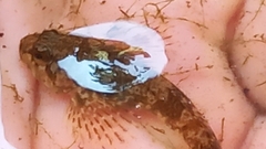 Cottus gobio