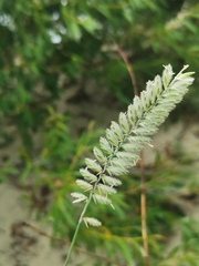 Agropyron dasyanthum