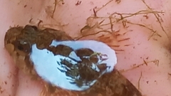 Cottus gobio