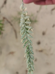Agropyron dasyanthum