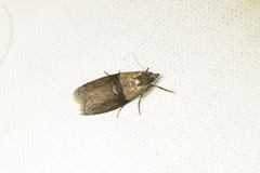 Sciota fumella