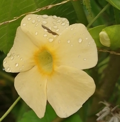 Thunbergia atriplicifolia