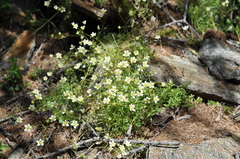 Saxifraga aspera