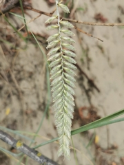 Agropyron dasyanthum