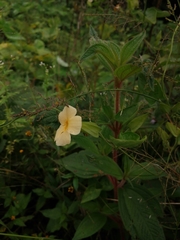 Thunbergia atriplicifolia