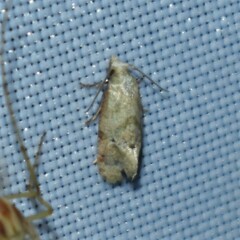 Platphalonidia magdalenae