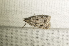 Scoparia basistrigalis